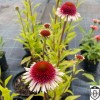 Echinacea purpurea 'Strawberry and Cream' - Punane siilkübar 'Strawberry and Cream'